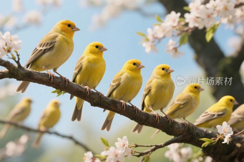 小鸟栖息花枝间