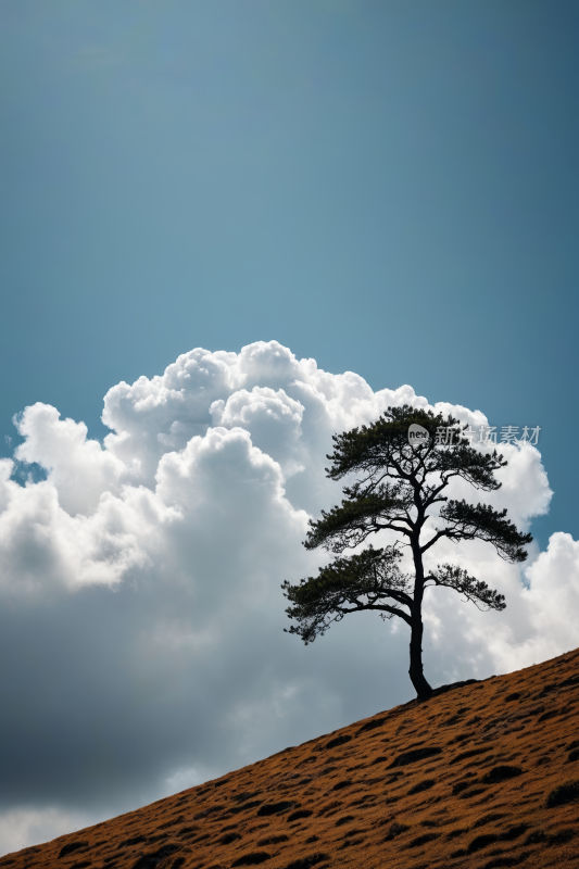 山上一棵孤树天空高清风景图片