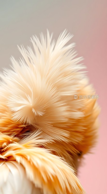 羽毛轻舞轻盈灵动