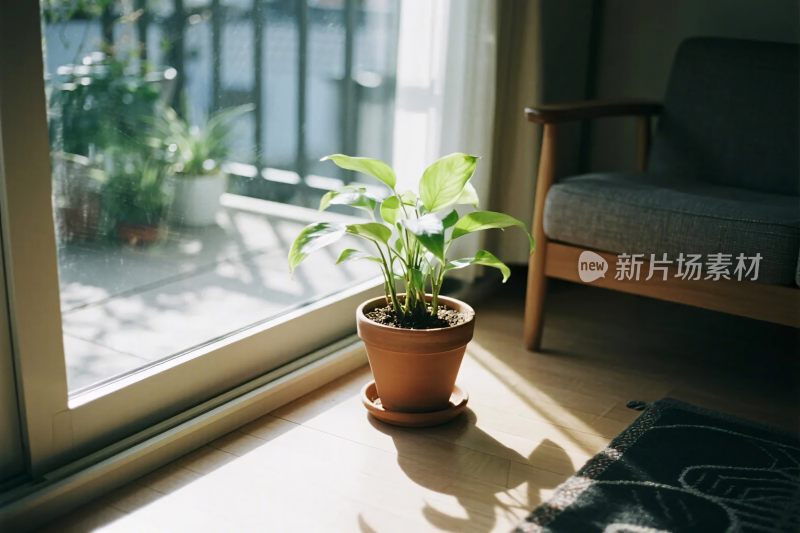 室内绿植阳光角落