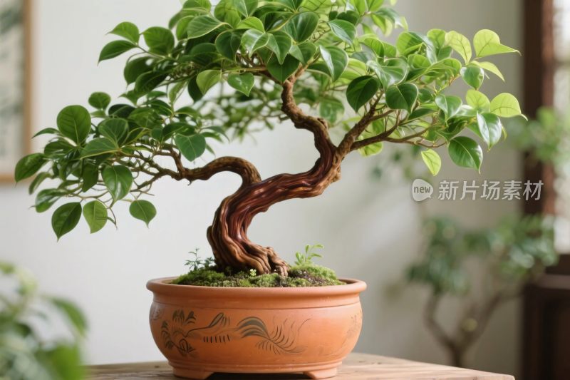 室内盆景盆栽绿植