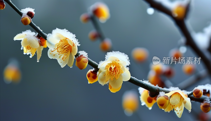 冬日里的花开雪中梅