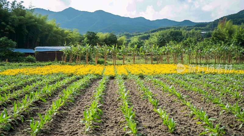 山芋田山芋田芋豆田