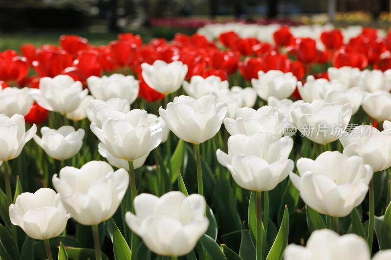 郁金香花丛景观