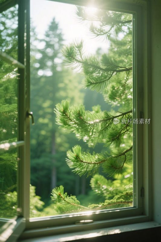 窗外的森林景色