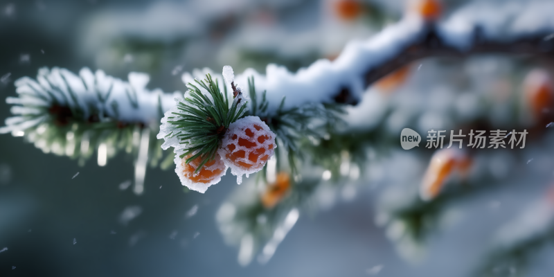 松果松枝雪景