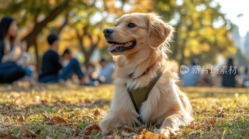 秋日暖阳下的金毛幼犬