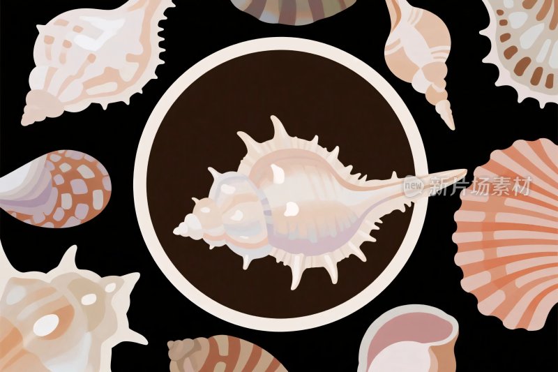 海螺插画集合