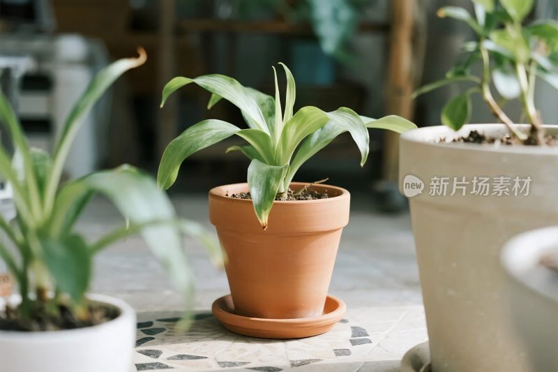 室内绿植盆栽摄影