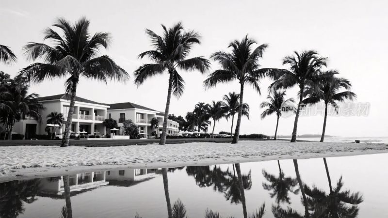 海滩棕榈树风景