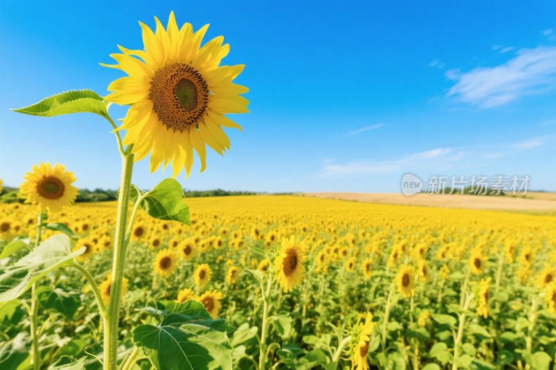 向日葵田园风景