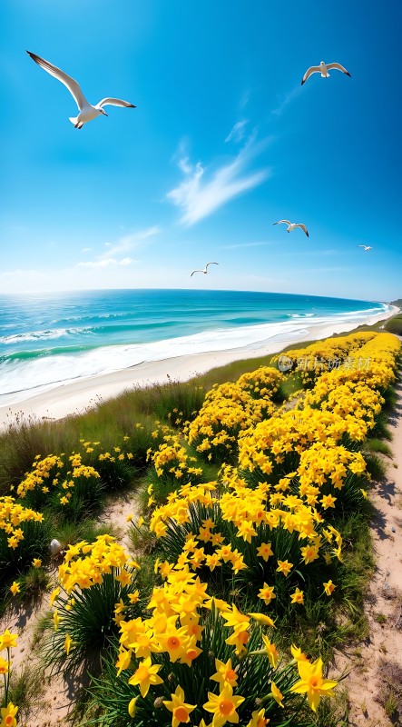 阳光海岸花海与飞翔的海鸥