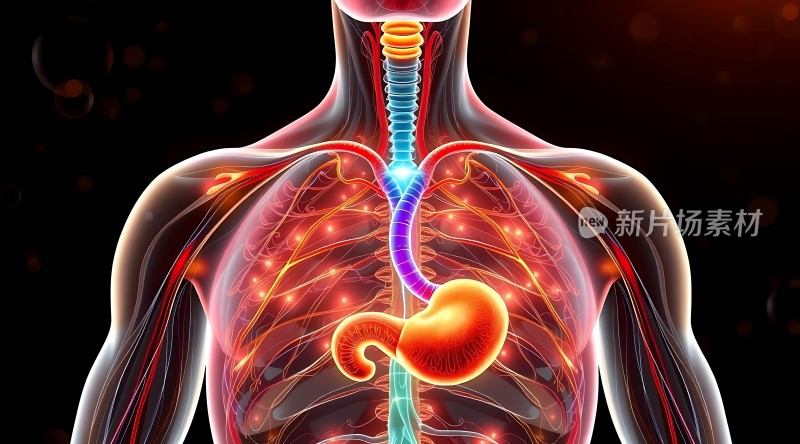 人体内部器官展示图