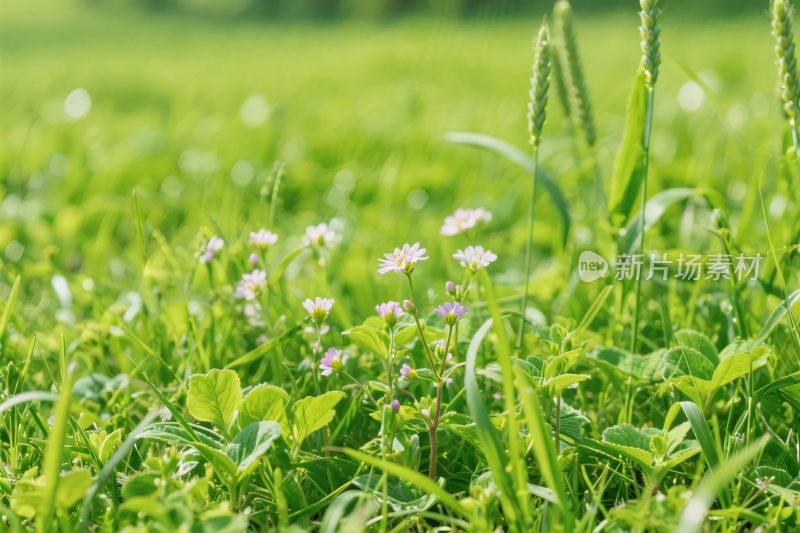清新草地小花图