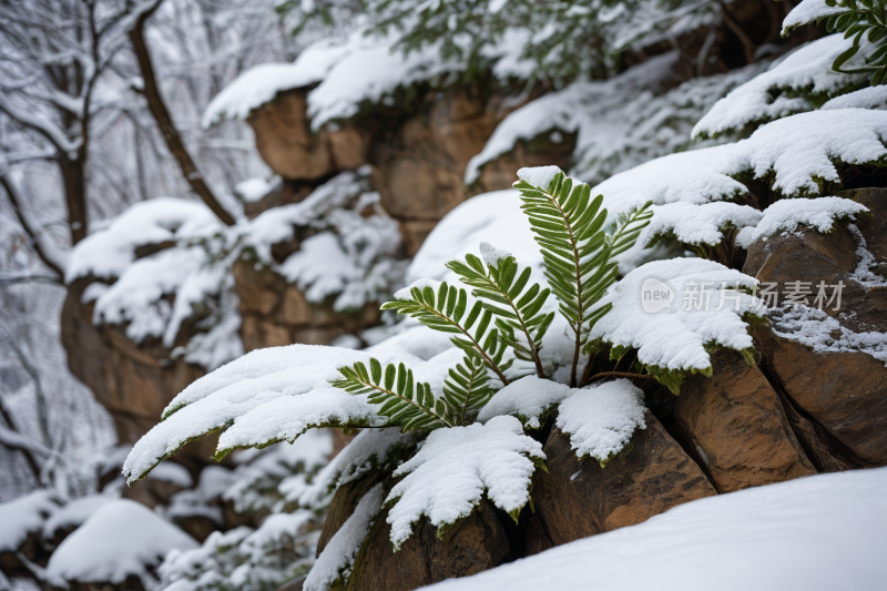 雪地里的岩石里长出一棵蕨类植物背景图片