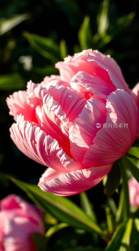 阳光下的粉红牡丹花