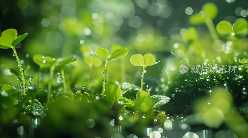 大自然发芽的植物下雨潮湿环境背景