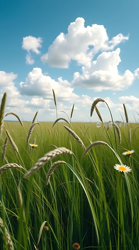 蓝天白云下的麦田与野花
