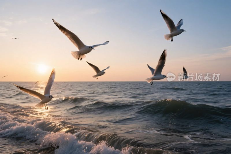 海面上飞翔的海鸥与落日