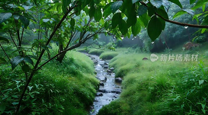 雨后小溪旁的宁静绿意