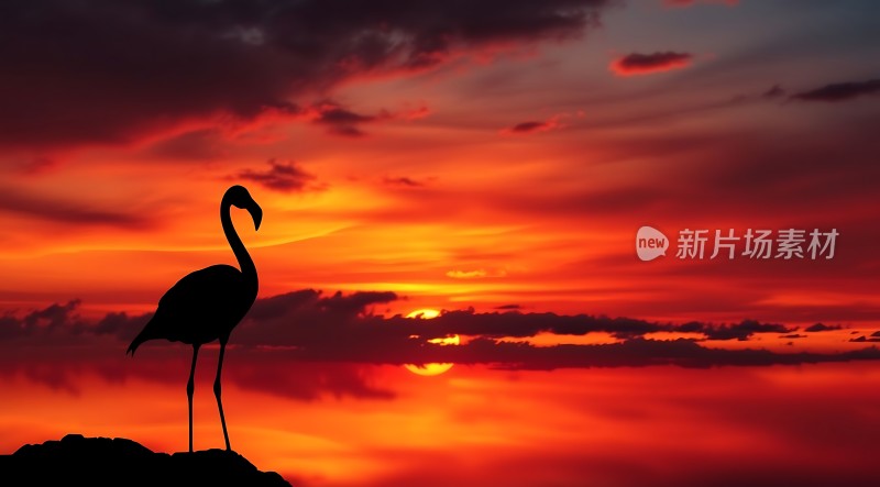 日落下的火烈鸟剪影