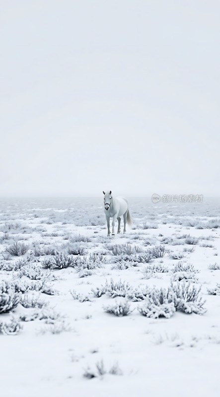 雪原上的白马