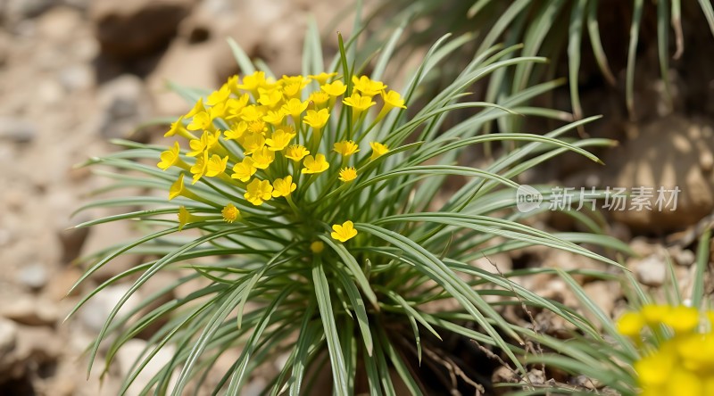 阳光下的黄色小花与绿叶
