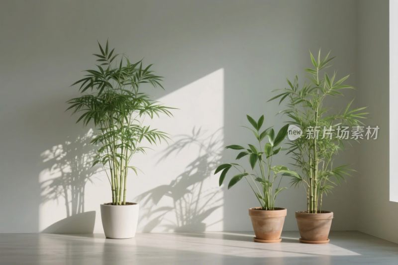 室内绿植与墙面光影