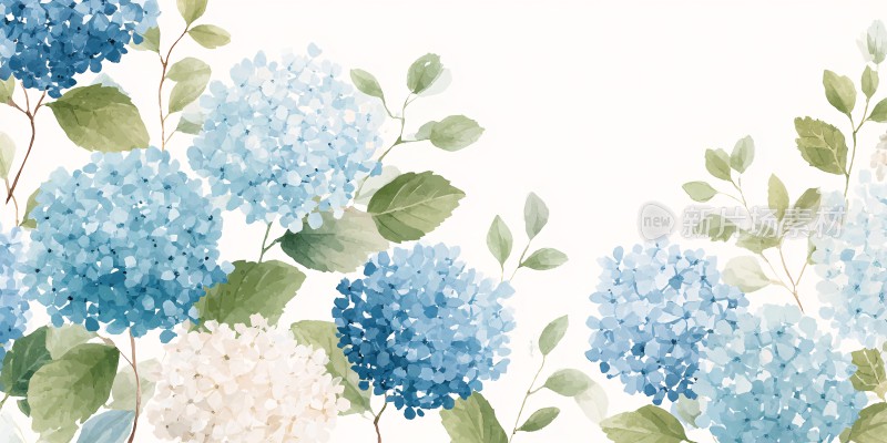 蓝白绣球花插画背景图
