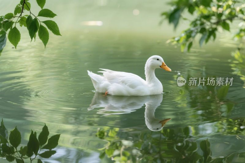 水面上白鸭游动