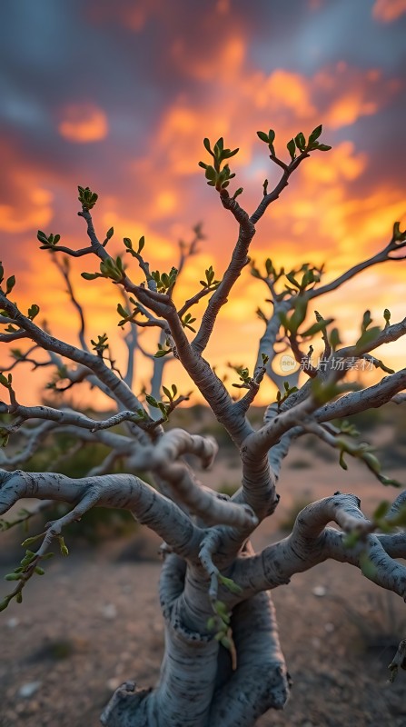 日落下的坚韧生命