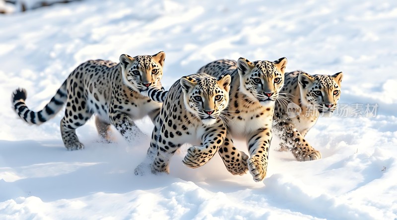 雪地三兄弟猎豹奔腾