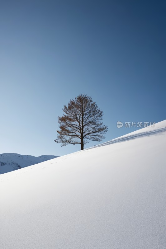 雪山上的树蓝天高清图片