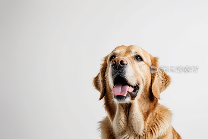 金毛犬白色背景下特写镜头图片