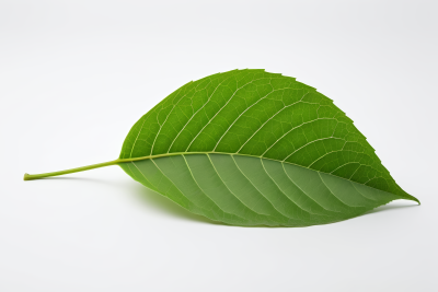 地上躺着一片绿叶高清图片 地上躺着一片绿叶高清图片