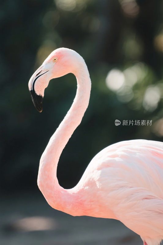 火烈鸟特写摄影