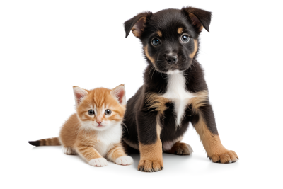 小狗小猫坐一起图片 小狗小猫坐一起图片