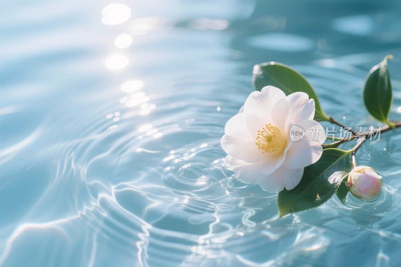 水面浮花与光影