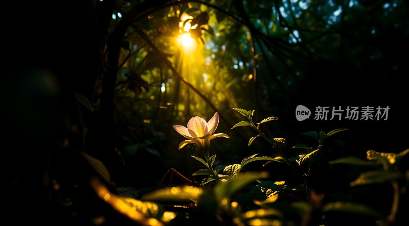 阳光下的森林秘境