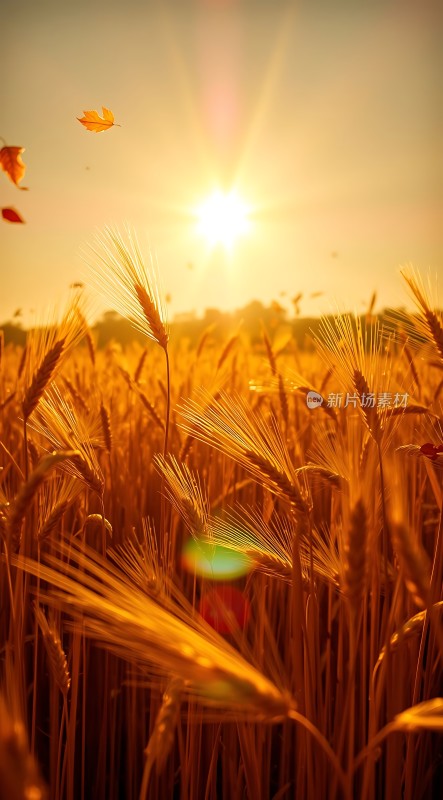 金色麦浪阳光下的丰收景象