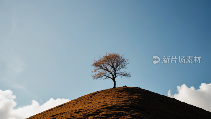 一棵树草地高清自然风光风景图片