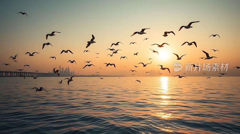 海鸥翱翔日落时分的海洋