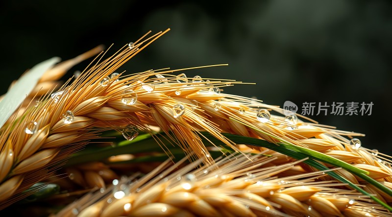 晨露滋润的金色麦穗