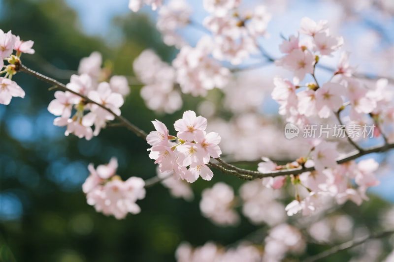 樱花绽放美景