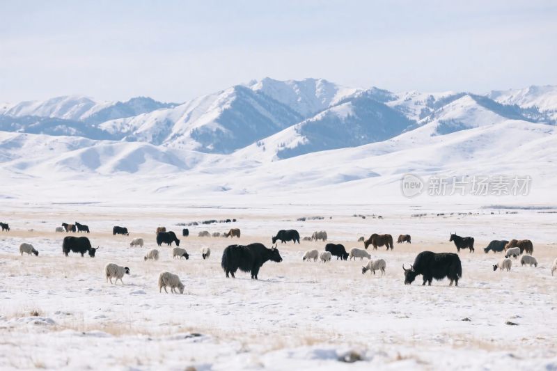 雪原牛群与雪山风光
