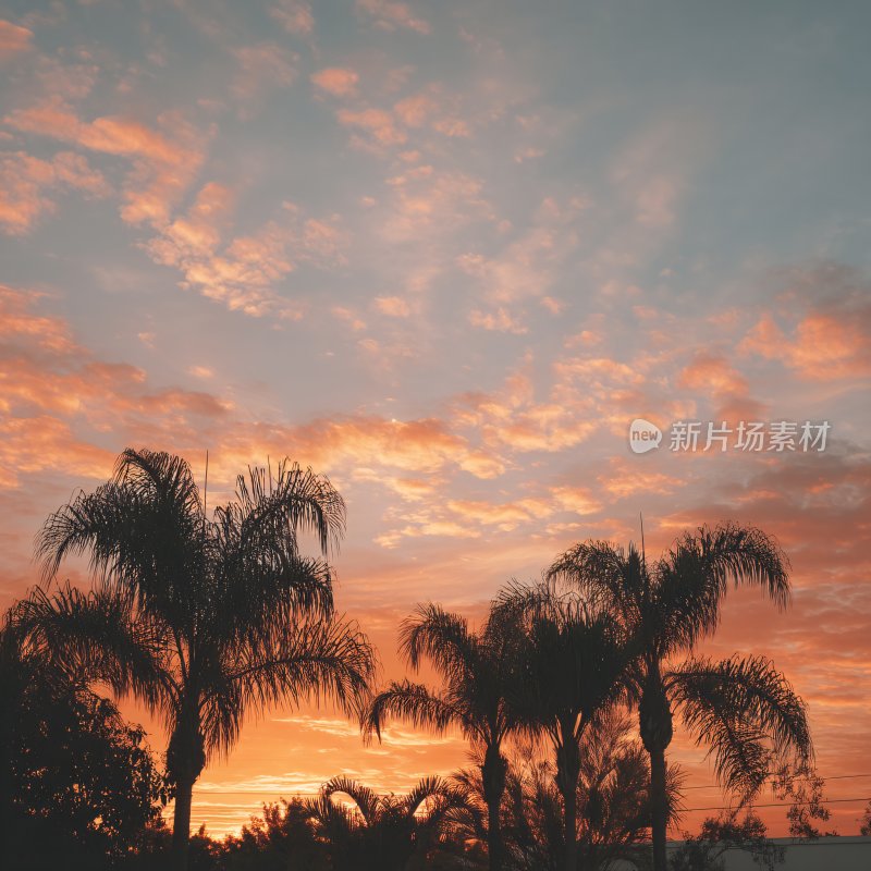 夕阳下的棕榈树美景