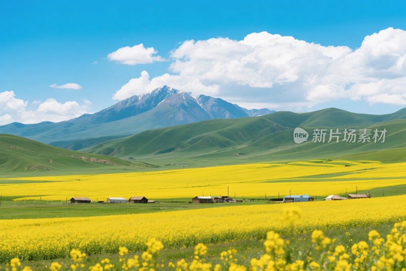 青藏草原黄花风光