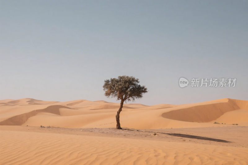 沙漠孤树风景