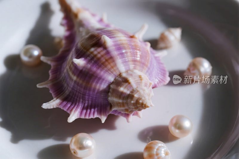 海螺珍珠静物图