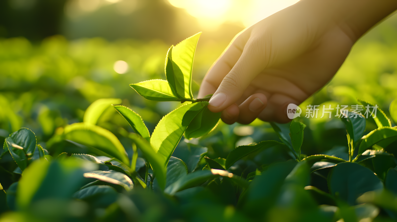 智慧智能农业室内温室大棚茶叶种植阳光植物